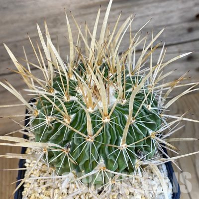SH35552 Echinofossulocactus erectocentrus, 10 years old