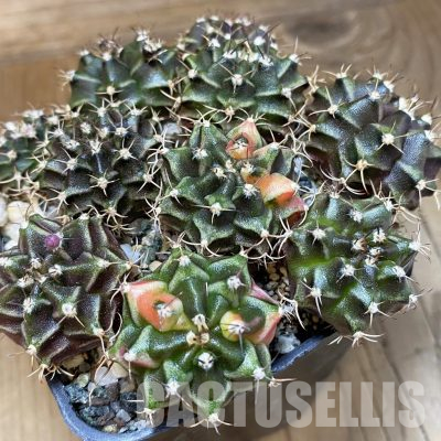 SH35554 Gymnocalycium mihanovichii mix hybrid