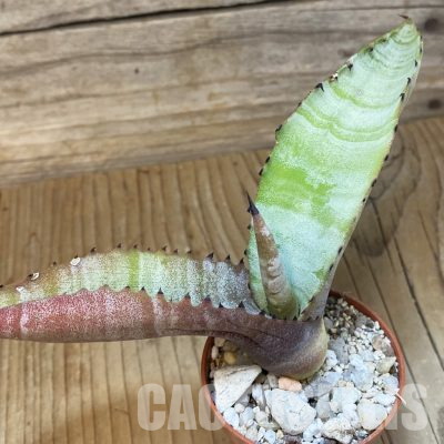 SH35501 Agave marmorata