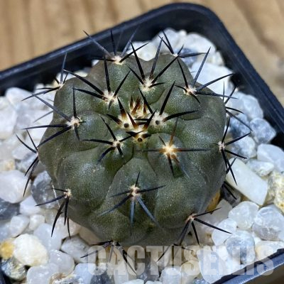 SH35555 Copiapoa dealbata