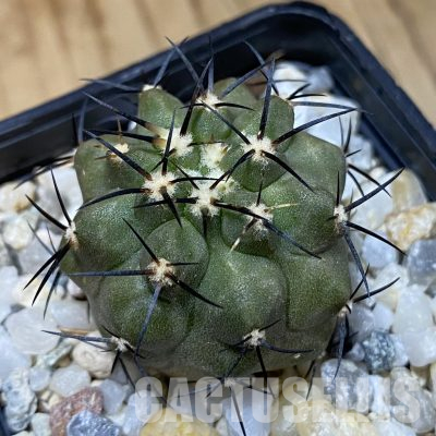 SH35556 Copiapoa dealbata