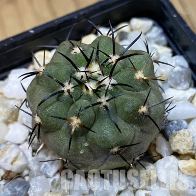 SH35557 Copiapoa dealbata