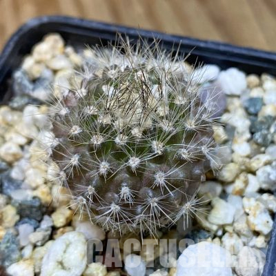 SH35558 Neoporteria villosa v. laniceps JA65