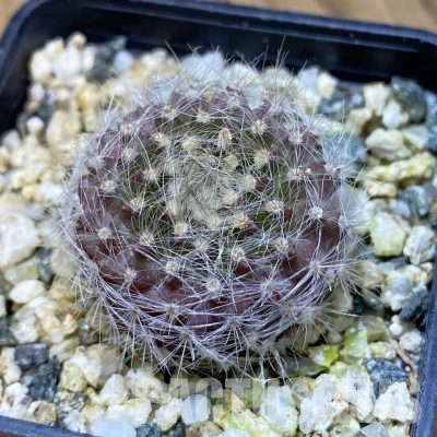 SH35559 Neoporteria villosa v. laniceps JA65