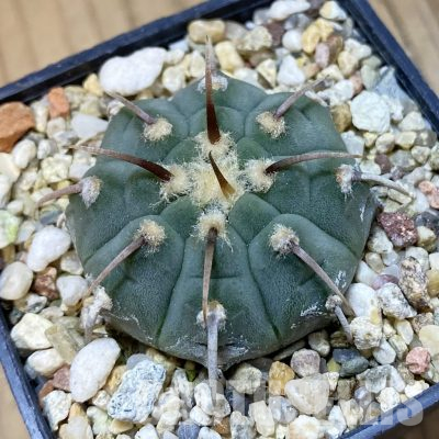 SH35562 Gymnocalycium vatteri, 1 spines, select form