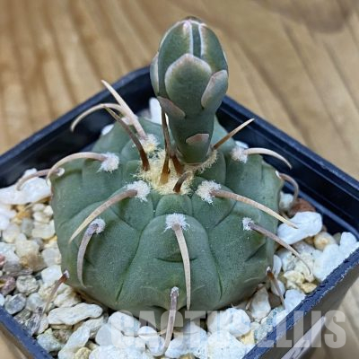 SH35563 Gymnocalycium vatteri, 1 spines, select form