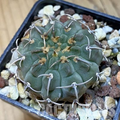 SH35564 Gymnocalycium vatteri v. altautinense VG 302