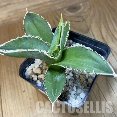 SH35502 Agave titanota ‘White’ selection