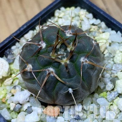 SH35565 Gymnocalycium nogolense VG 412