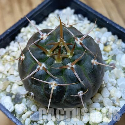 SH35566 Gymnocalycium nogolense VG 412