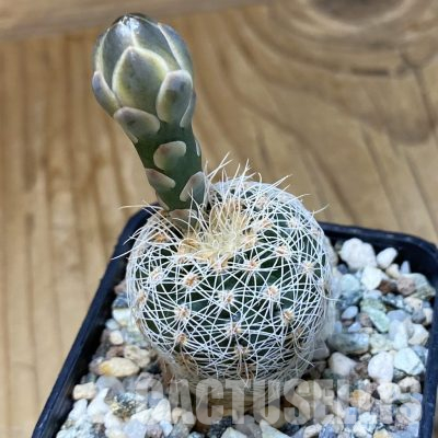 SH35567 Gymnocalycium gertii VG707