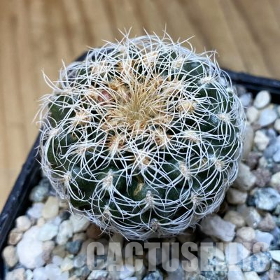 SH35568 Gymnocalycium gertii VG707