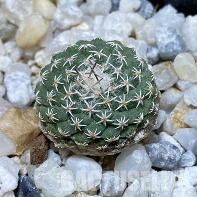 SH35571 Strombocactus pseudocorregidorae GCG 10947