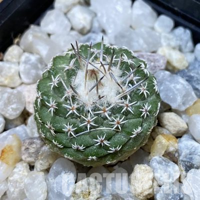 SH35572 Strombocactus pseudocorregidorae GCG 10947