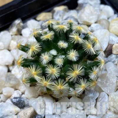 SH35574 Mammillaria schiedeana MMR 268