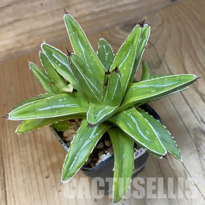 SH35503 Agave victoriae-reginae ‘Compacta’