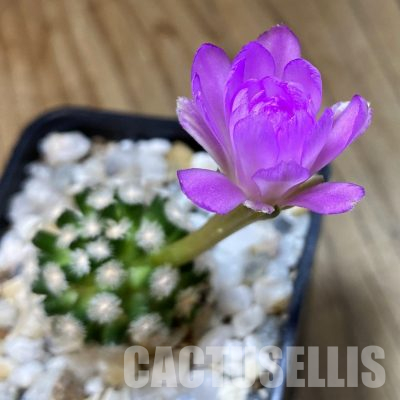 SH35575 Mammillaria theresae v. minima GCG 12504