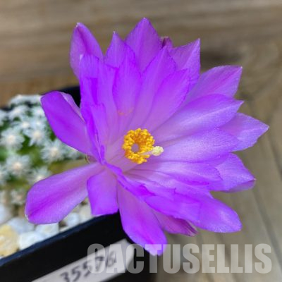 SH35576 Mammillaria theresae v. minima GCG 12504