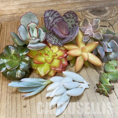 SH35577 Succulents mix, cuted
