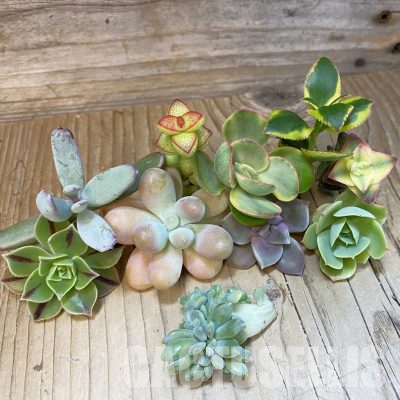 SH35578 Succulents mix, cuted