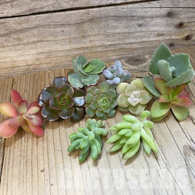 SH35579 Succulents mix, cuted