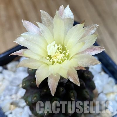 SH34953 Eriosyce recondita v. vexata