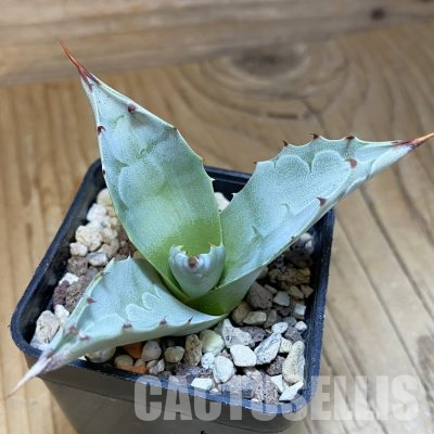 SH35504 Agave ovatifolia 'Frosty Blue'