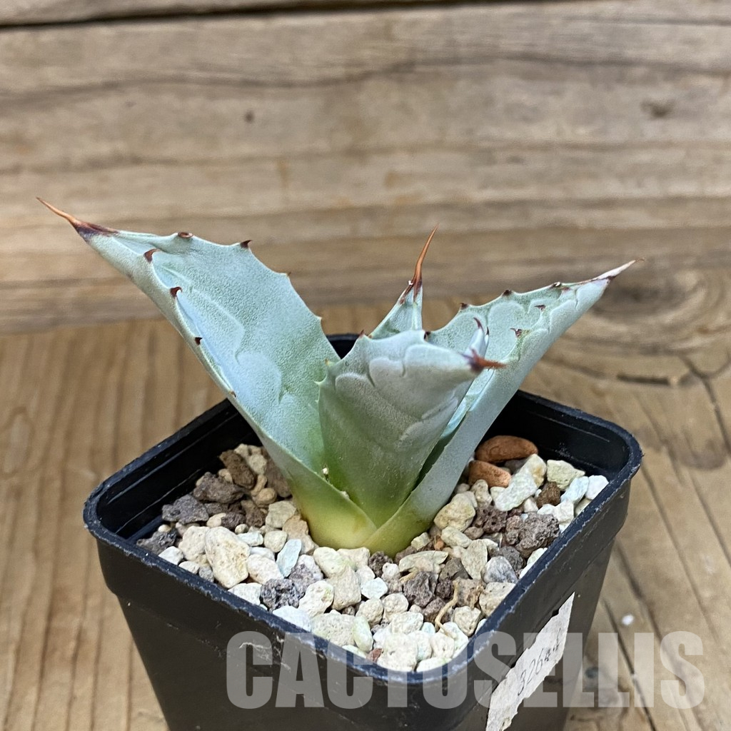 SH35504 Agave ovatifolia 'Frosty Blue' - Image 2