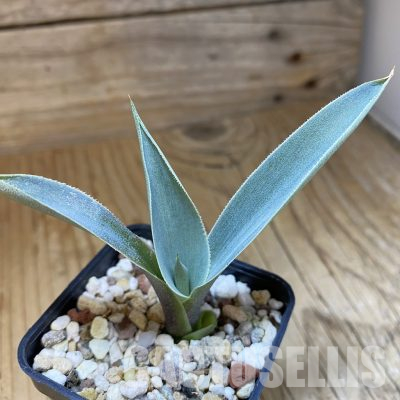 SH35505 Agave pygmaea ‘Dragon Toes’