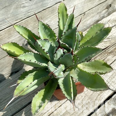SH35506 Agave ‘Cubic’