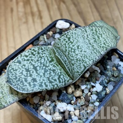 SH35508 Gasteria hybrid