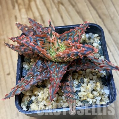 SH35509 Aloe TCT hybrid