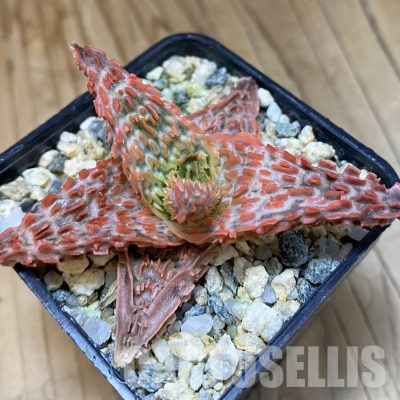SH35510 Aloe TCT hybrid
