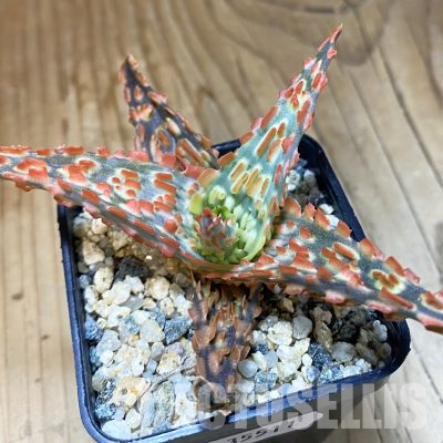 SH35511 Aloe TCT hybrid