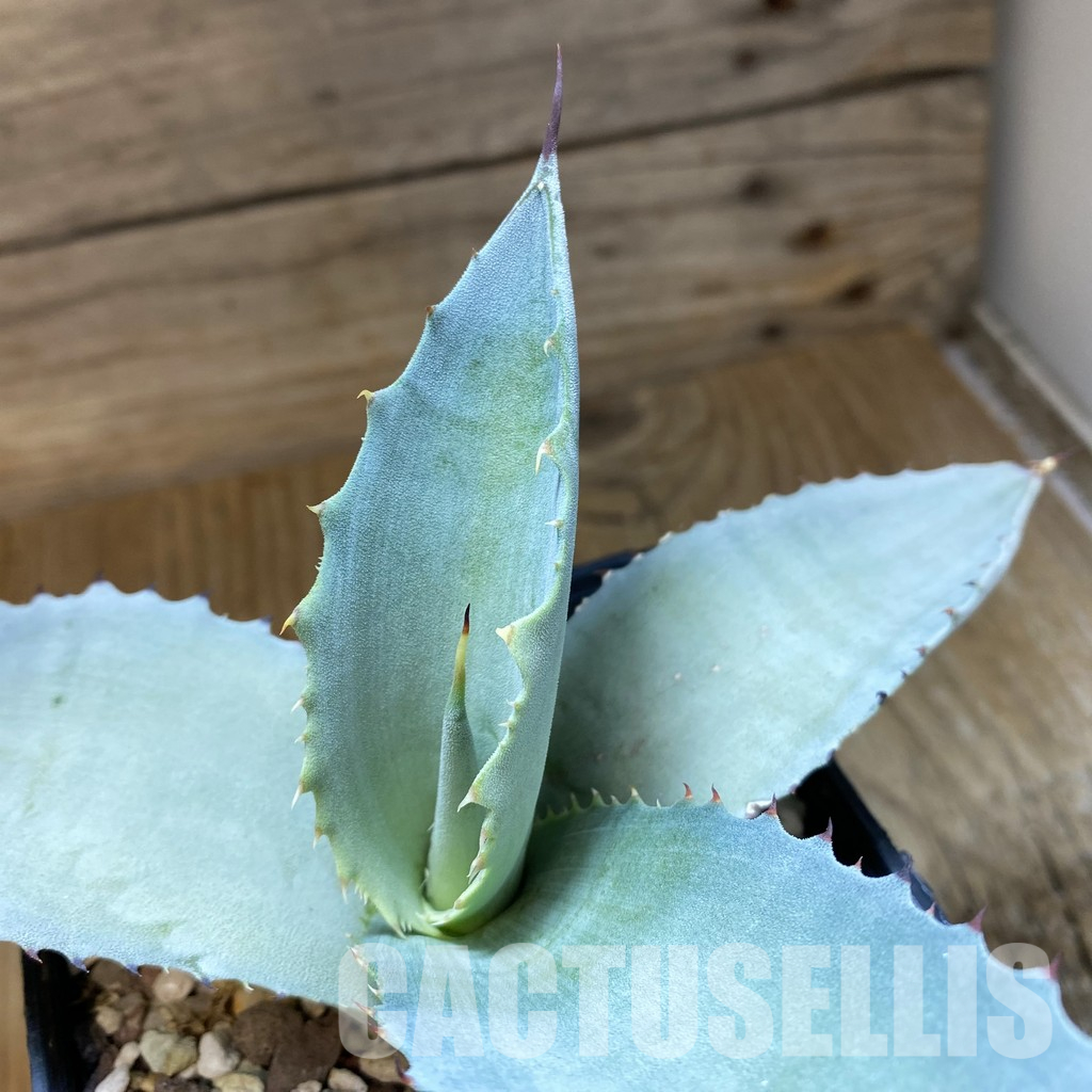 SH35497 Agave scaposa - Image 2