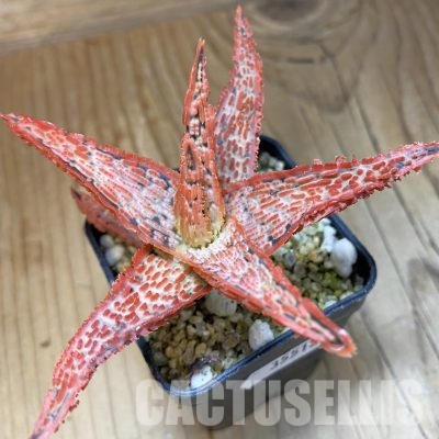 SH35512 Aloe TCT hybrid