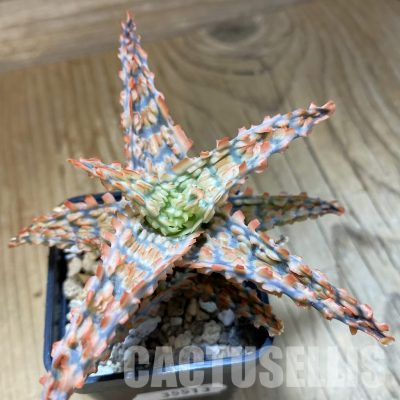SH35513 Aloe TCT hybrid