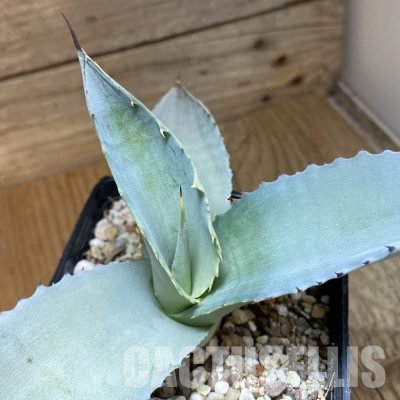 SH35497 Agave scaposa