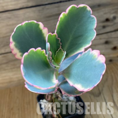 SH35515 Kalanchoe fedtschenkoi f. variegata