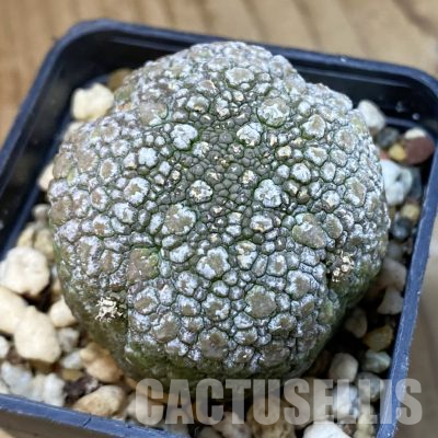 SH35517 Pseudolithos migiurtinus