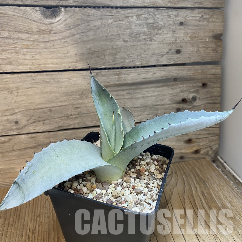 SH35497 Agave scaposa - Image 3
