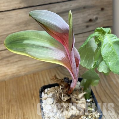 SH35518 Eriospermum aff. mackenii ES22864 + Dorstenia hildebrandtii