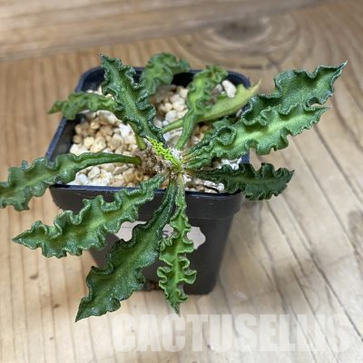 SH35521 Euphorbia decaryi v. spirosticha