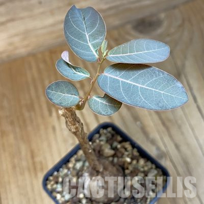 SH35524 Phyllanthus mirabilis