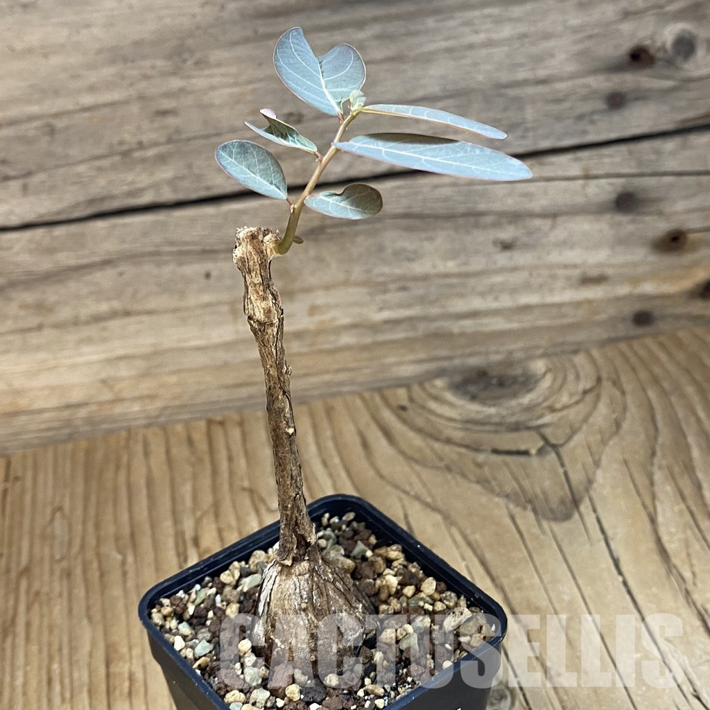 SH35524 Phyllanthus mirabilis - Image 2