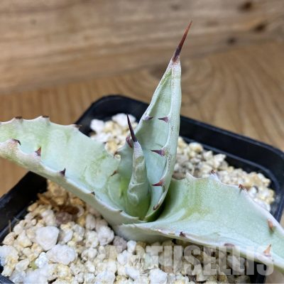 SH35498 Agave aurea