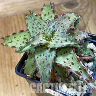 Aloe