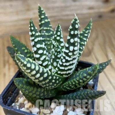 SH24476 Haworthia pumila