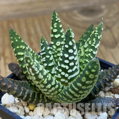 SH23084 Haworthia pumila 'Donut'