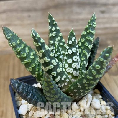 SH23106 Haworthia pumila 'Donut', seedling